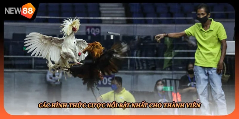 Các hình thức cược nổi bật nhất cho thành viên